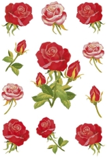 3581 Sticker DECOR Rosen